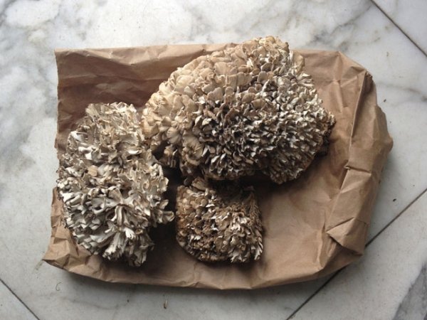 Maitake Mushrooms