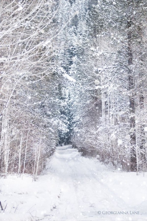 Birch Grove in Snow