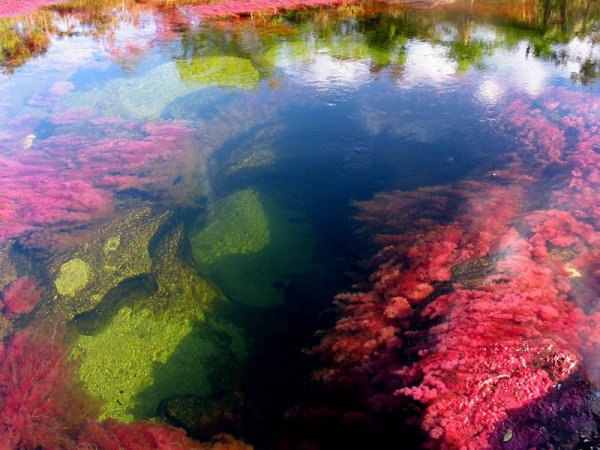 marine biology,reflection,coral reef,reef,coral,