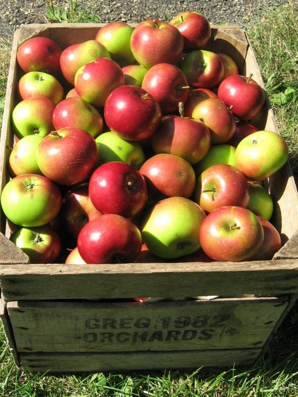 Summer Rambo Apples