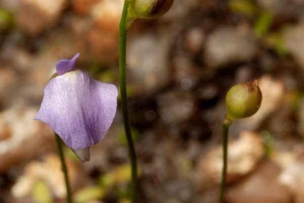 Utricularia Lateriflora