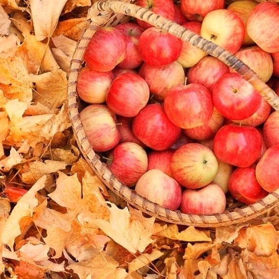 Apple Picking