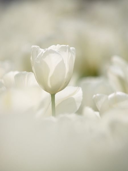 White Tulips