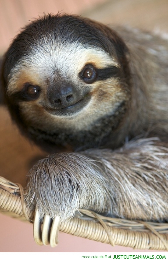 Just a Happy Sloth