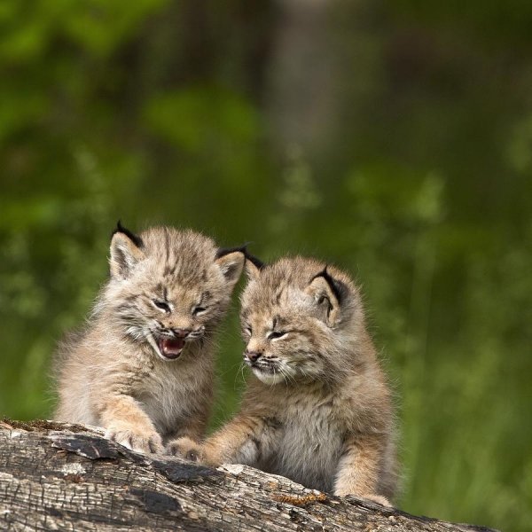 Lynx