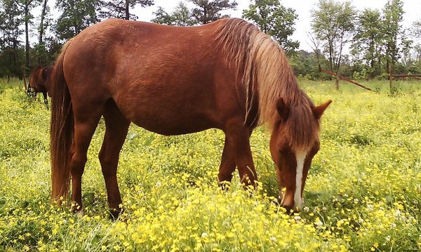 Horse Fat