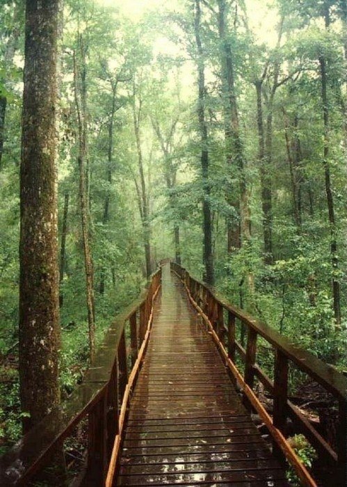 Through the Trees