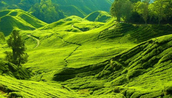 Cameron Highlands, Malaysia