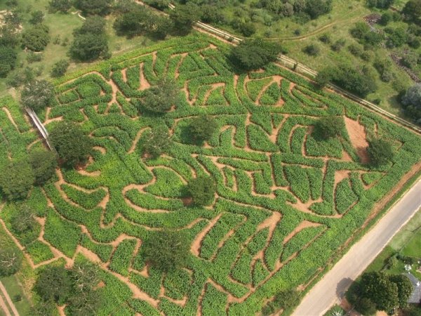 Get Lost and Found in the Honeydew a-maiz-ing Mazes