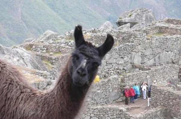 Llama?