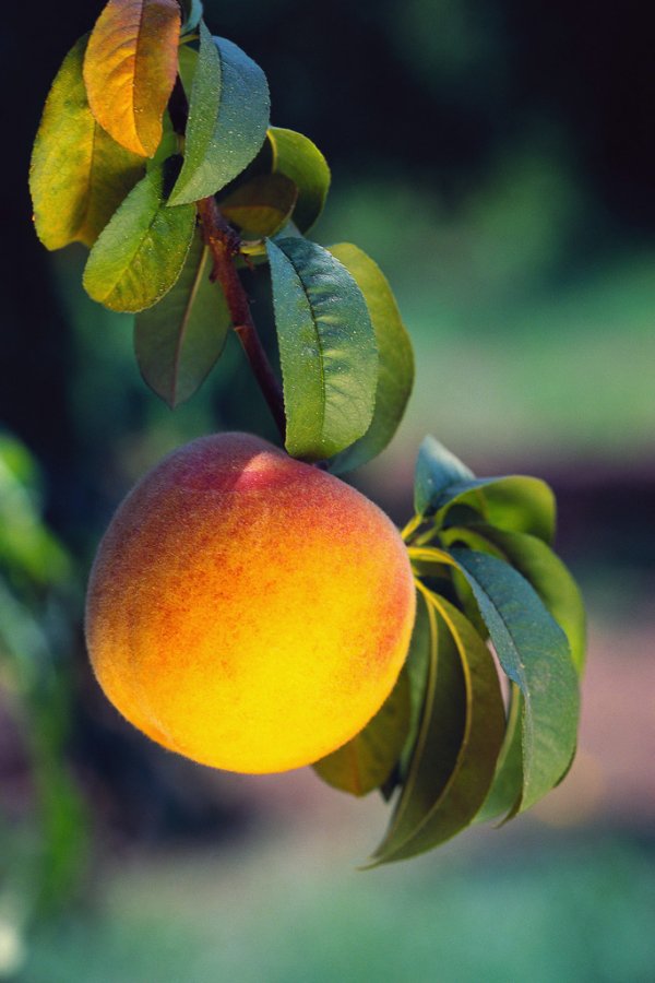 Cut Peaches in Half and Grill Them, Cut Side down