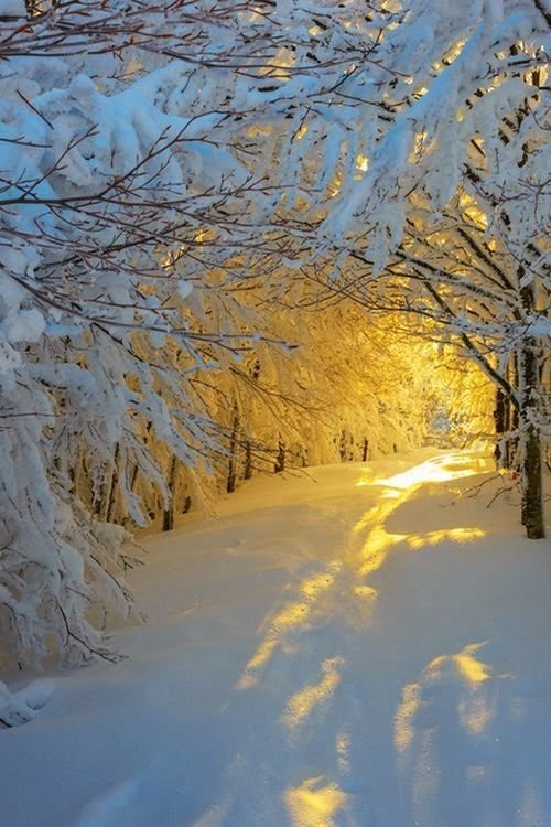 Sunrise in the Snowy Woods