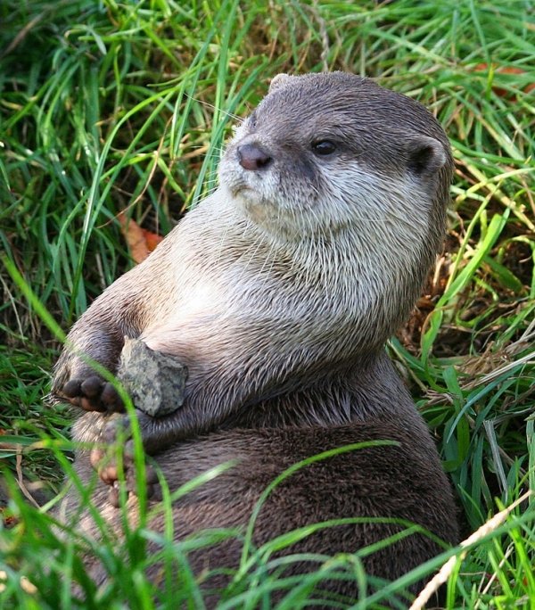 Asian Small-clawed Otter