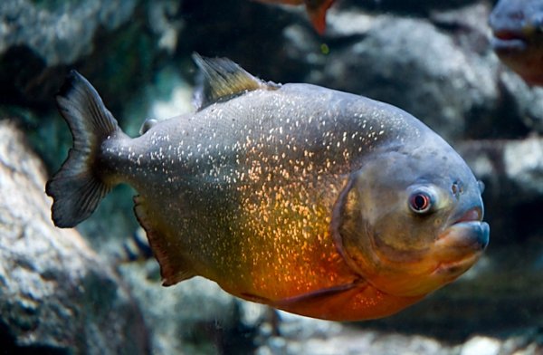 Piranha