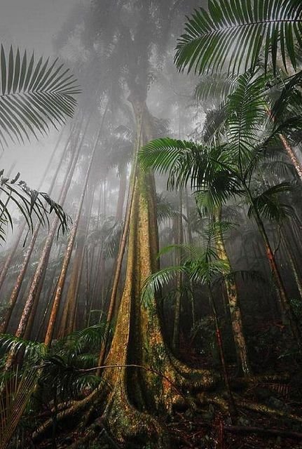 Mount Tamborine Rainforest, Queensland