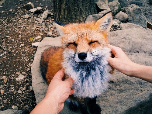 mammal,vertebrate,fox,wildlife,fauna,