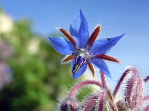 Borage