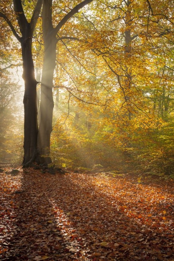 Burnham Beeches, Buckinghamshire