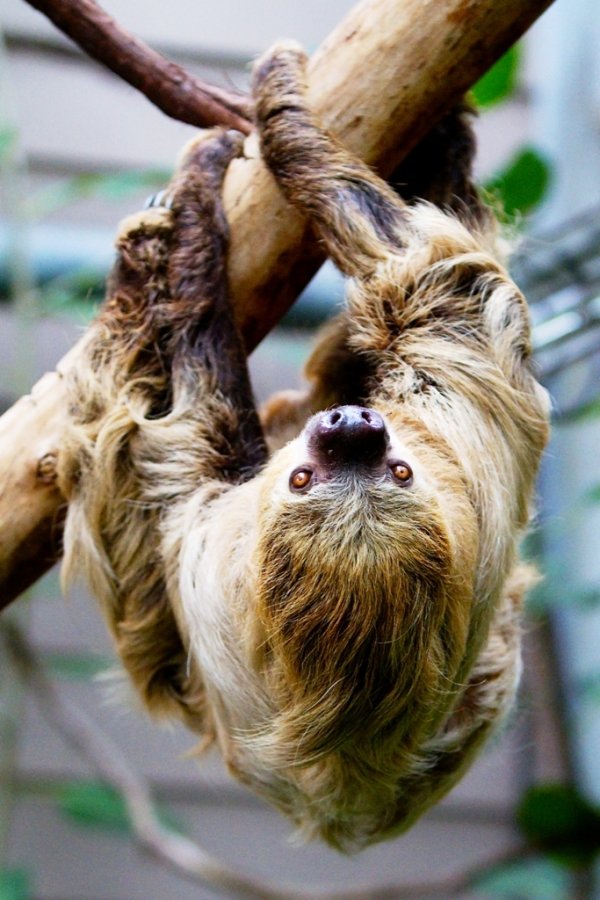 Two-toed Sloth