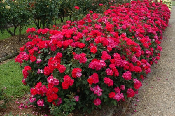 flower,plant,land plant,garden roses,flowering plant,
