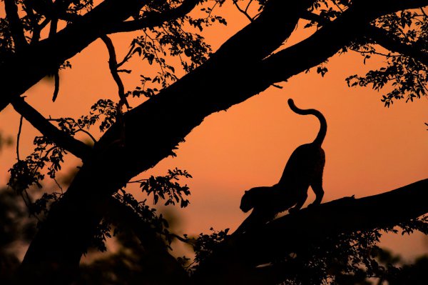savanna, silhouette, sunset, morning, branch,
