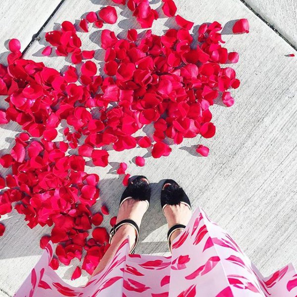 red, pink, flower, flower bouquet, plant,