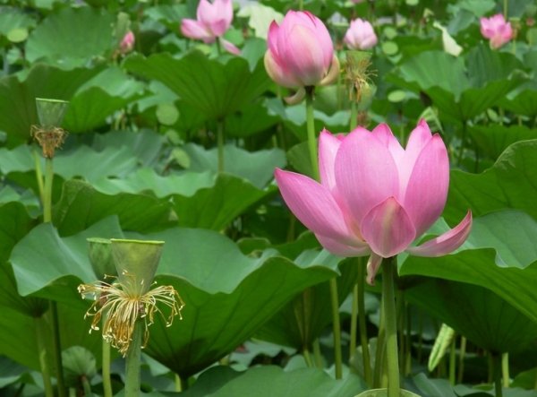 Lotus