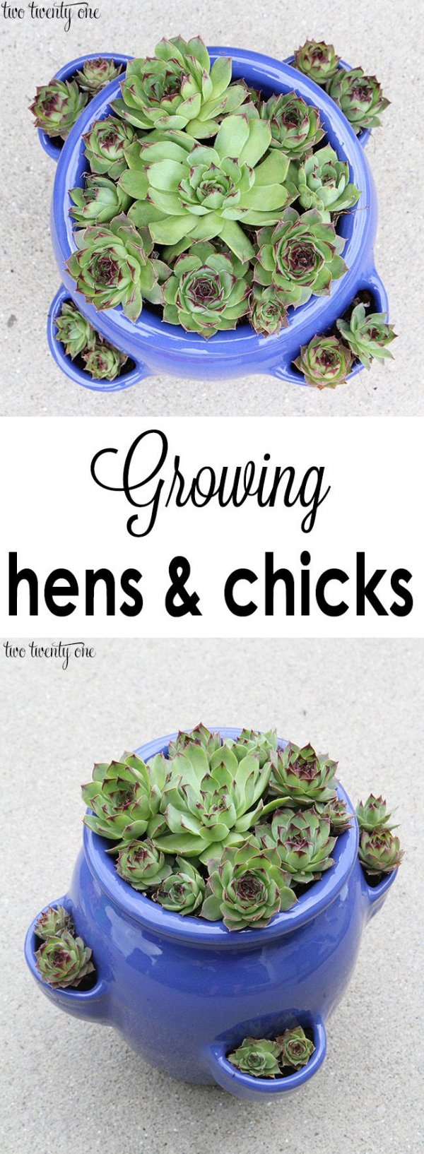 Hens and Chicks