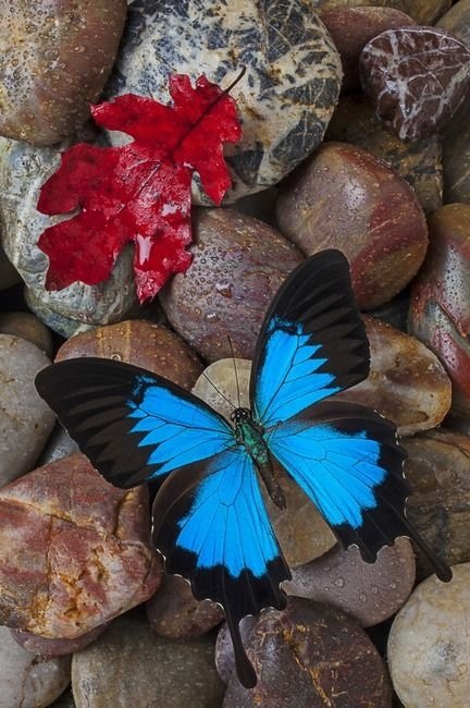 Blue Butterfly