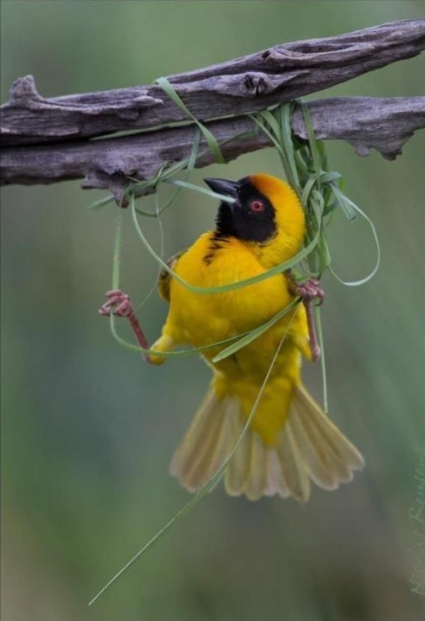 Weaver Bird