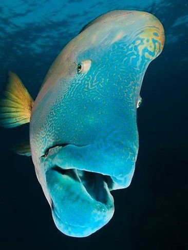 Maori Wrasse