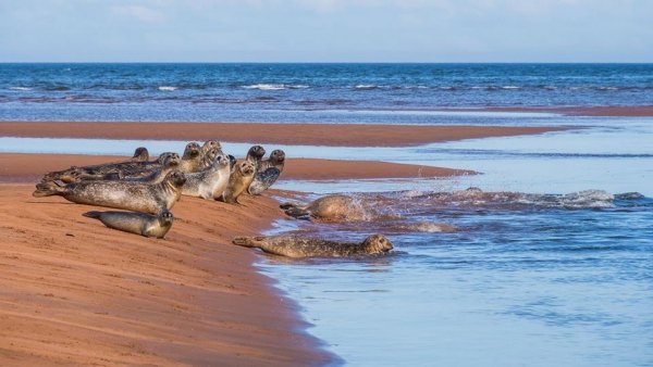 Singing Sands, Souris, Prince Edward Island