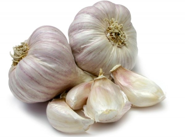 Garlic