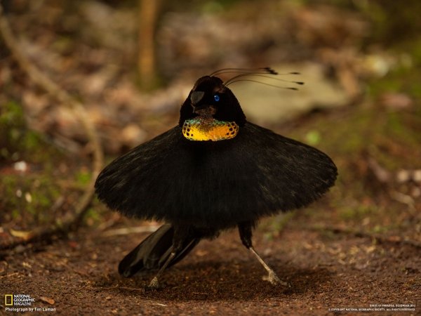 Foja Parotia