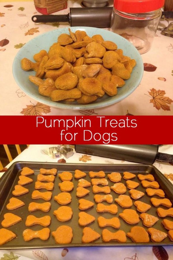 Pumpkin Dog Treats