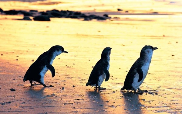 Watch the Penguin Parade on Phillip Island