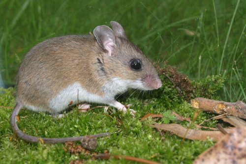 White-Footed Deermouse