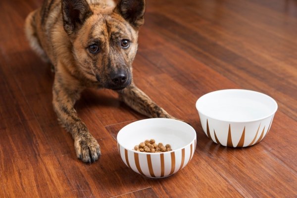 Pet Food Containers