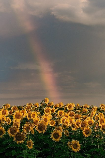 Sunflowers