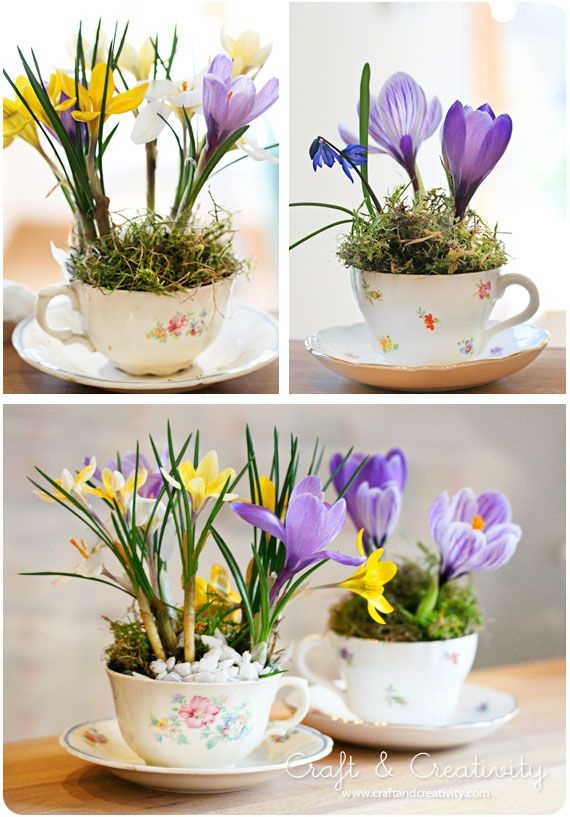 Indoor Garden in Teacups