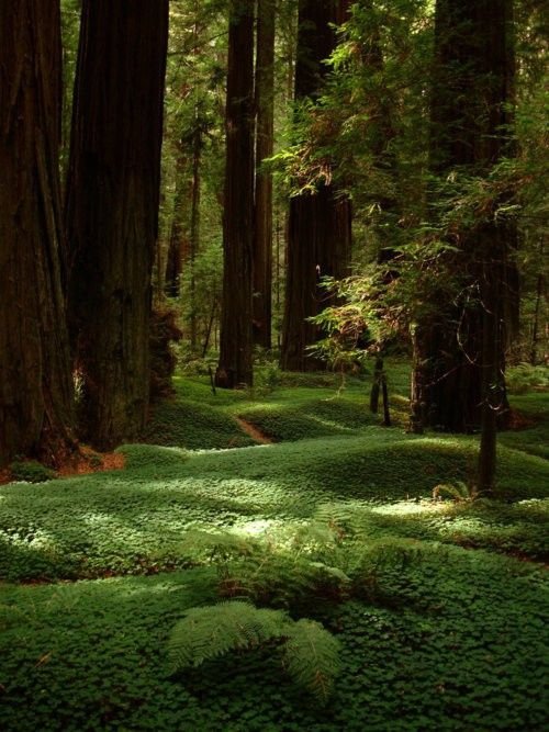 Avenue of the Giants