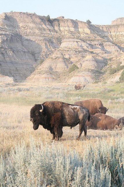 North Dakota – Theodore Roosevelt National Park