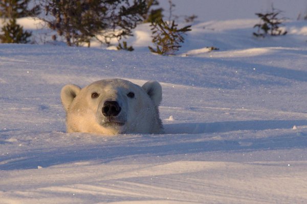 polar bear, mammal, bear, vertebrate, arctic,