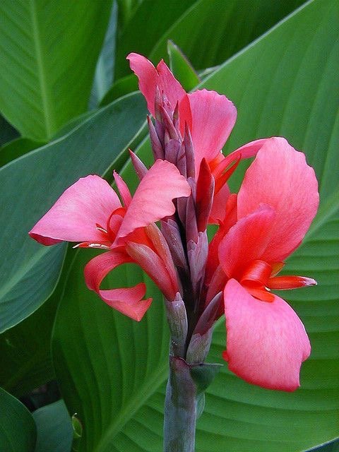 plant, flower, canna family, flora, canna lily,