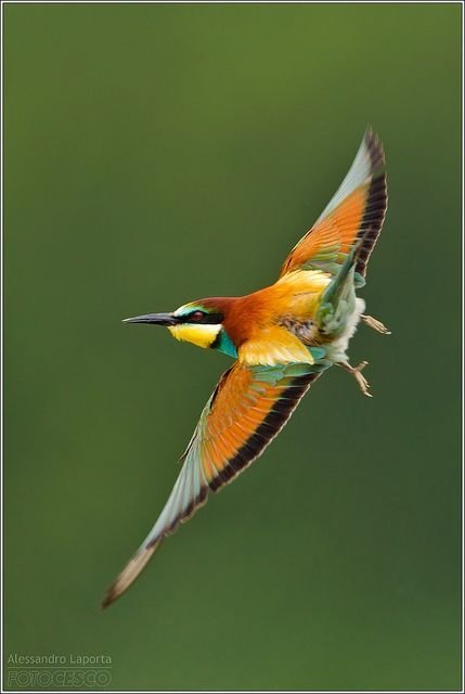 European Bee-eater