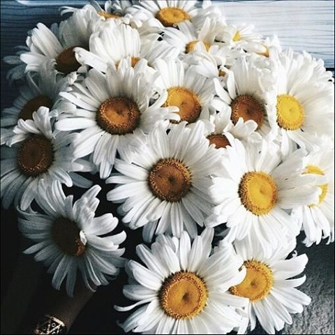 flower, plant, oxeye daisy, land plant, gerbera,