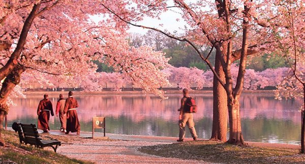 National Cherry Blossom Festival Washington D.C., USA