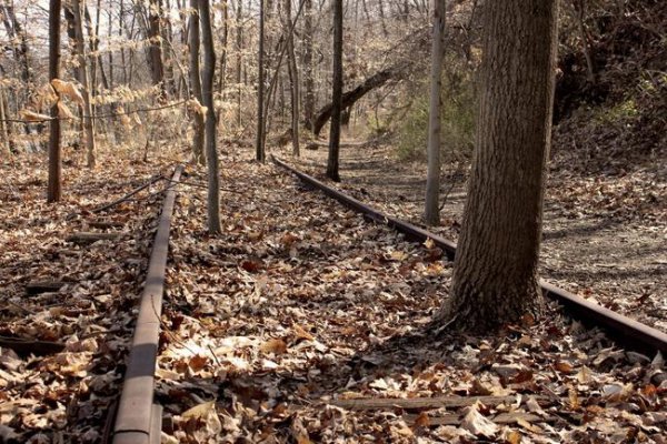 habitat, track, tree, soil, forest,