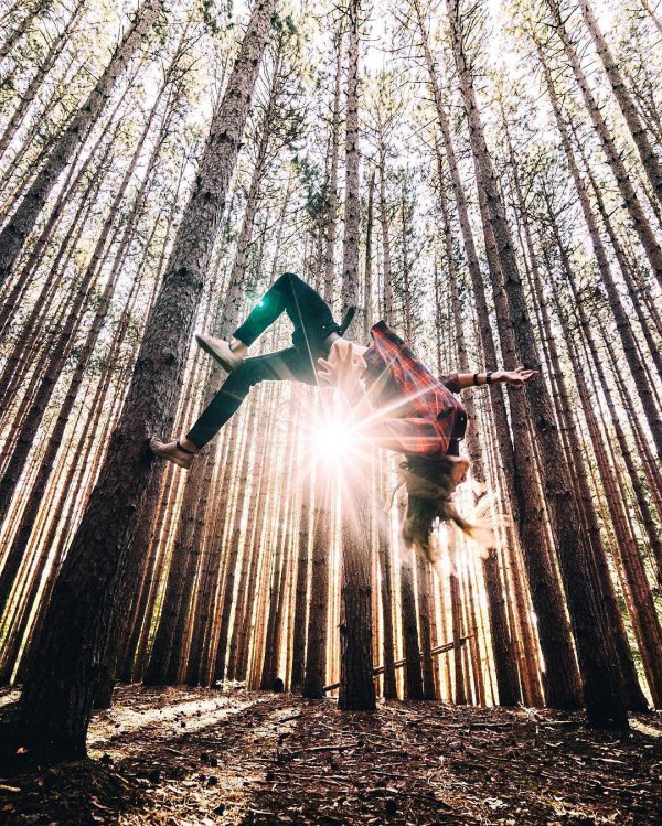 habitat, nature, tree, forest, wilderness,