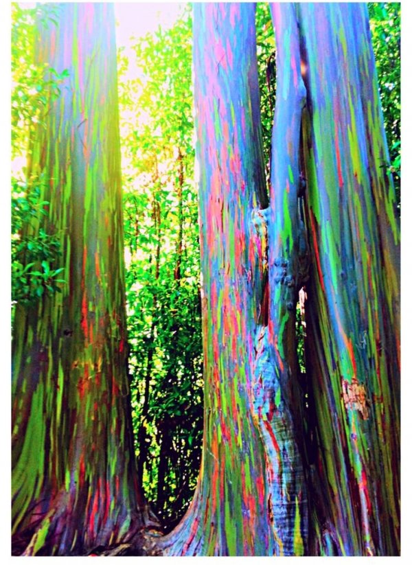 Rainbow Eucalyptus Maui